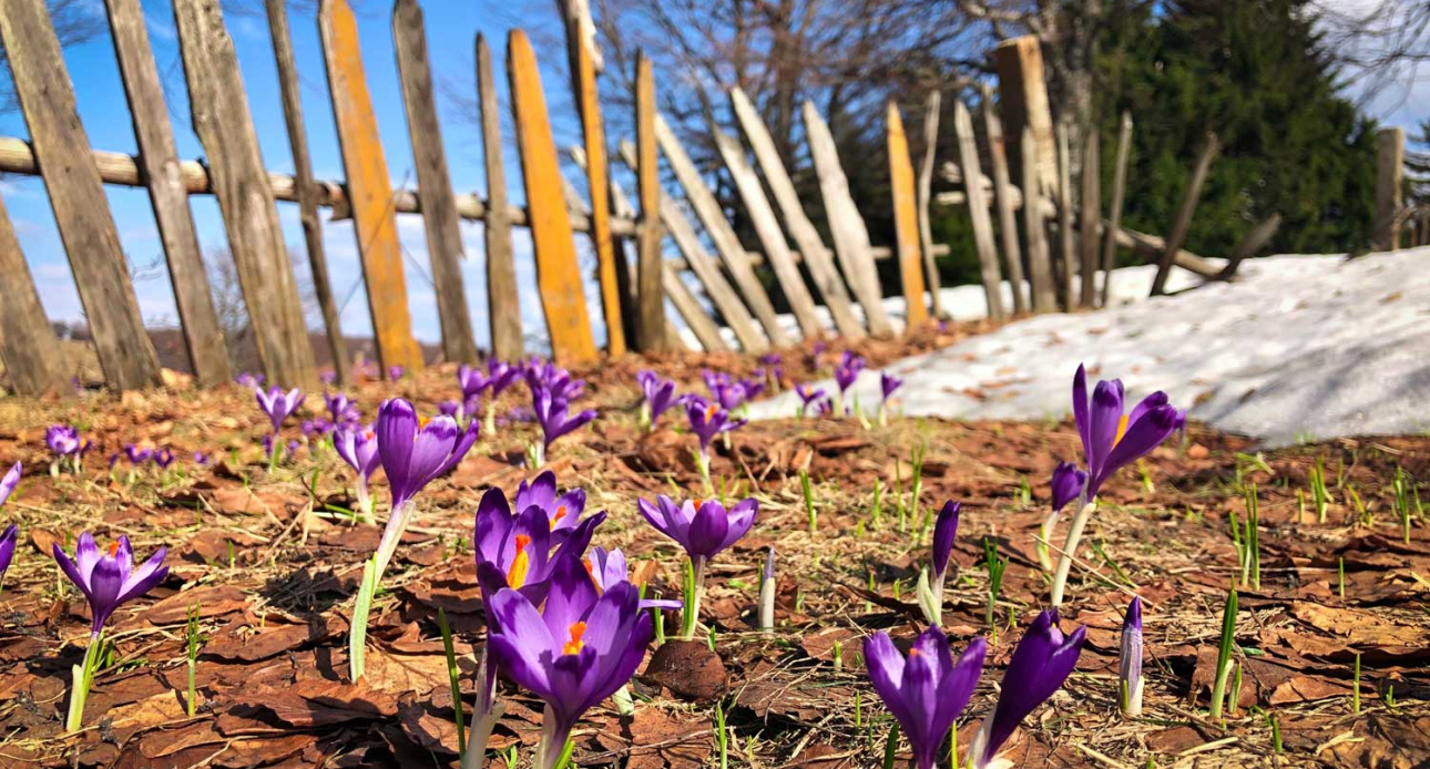 Embracing Spring in Moultonborough, NH