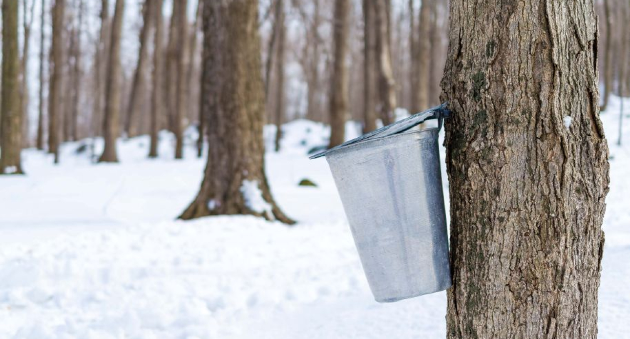 Maple Season in Moultonborough: From Tree to Table